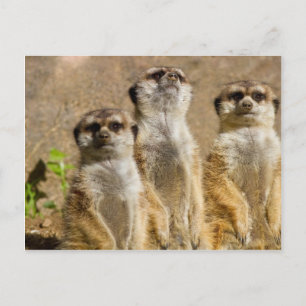 Carte Postale Meerkats