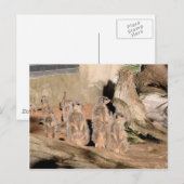 Carte Postale Meerkats (Devant / Derrière)