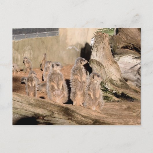 Carte Postale Meerkats (Devant)