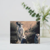 Carte Postale Meerkats (Debout devant)
