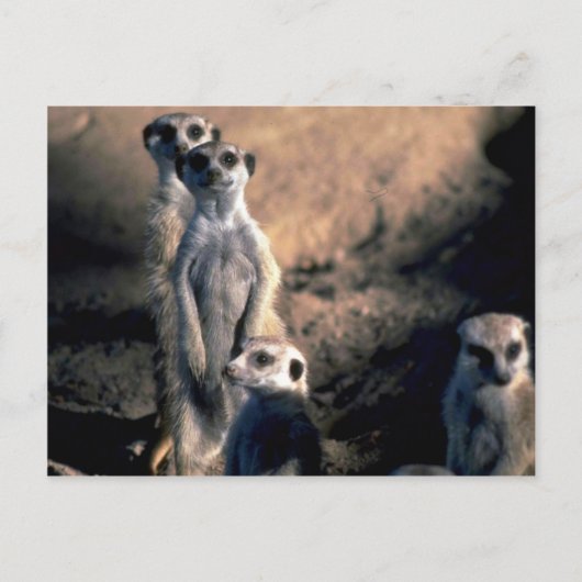 Carte Postale Meerkats (Devant)