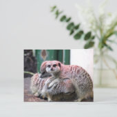 Carte Postale Meerkats (Debout devant)