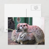 Carte Postale Meerkats (Devant / Derrière)