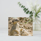 Carte postale Meerkats pour bronzer (Debout devant)