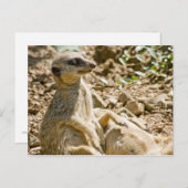 Carte postale Meerkats pour bronzer (Devant / Derrière)