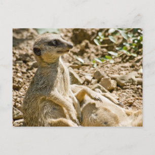 Carte postale Meerkats pour bronzer