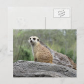 Carte postale Meerkcat (0447) (Devant / Derrière)