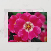 Carte Postale Meidiland rose (tm) Arbuste Rose 'Meipoque' Jaune (Devant / Derrière)