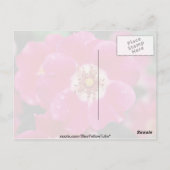 Carte Postale Meidiland rose (tm) Arbuste Rose 'Meipoque' Jaune (Dos)