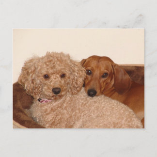 Carte Postale Meilleur bouc