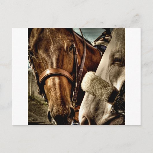 Carte Postale Meilleur des amis (Devant)