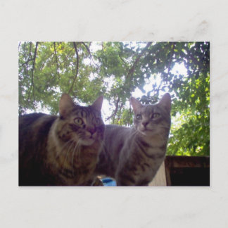 Carte Postale Meilleurs