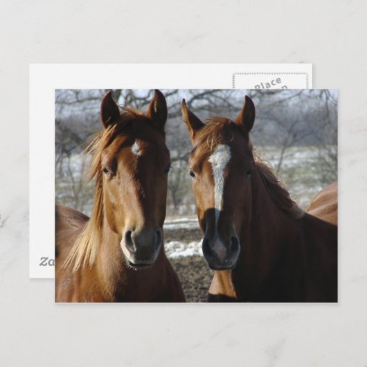 Carte Postale Meilleurs amis (Devant / Derrière)