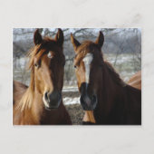 Carte Postale Meilleurs amis (Devant)