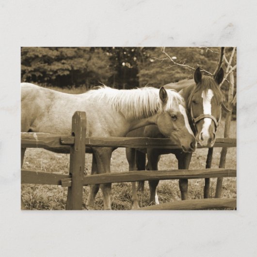 Carte Postale Meilleurs amis (Devant)