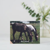 Carte Postale Meilleurs amis (Debout devant)