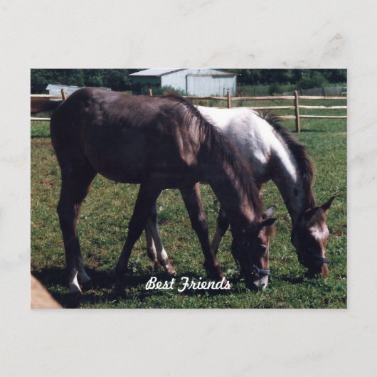 Carte Postale Meilleurs amis (Devant)