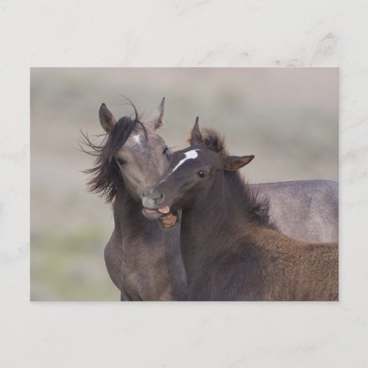 Carte Postale Meilleurs amis (Devant)