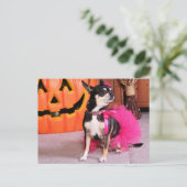 Carte Postale Meka - Chihuahua - Shaver (Debout devant)