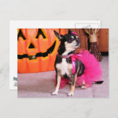 Carte Postale Meka - Chihuahua - Shaver (Devant / Derrière)