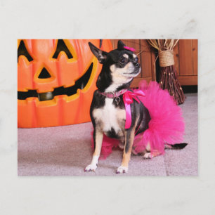 Carte Postale Meka - Chihuahua - Shaver