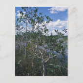 Carte Postale Melaleuca dans la zone marécageuse (Devant)