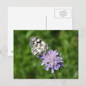 Carte Postale Melanargia galathea (Devant / Derrière)