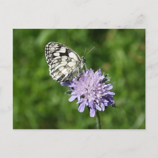 Carte Postale Melanargia galathea (Devant)