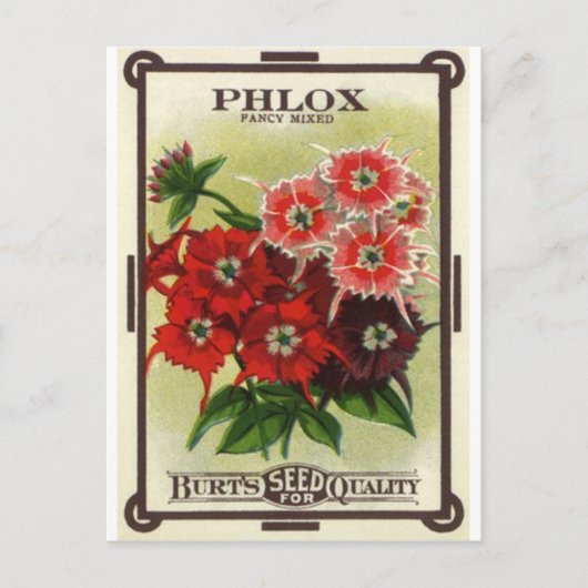 Carte Postale mélange de phlox (Devant)