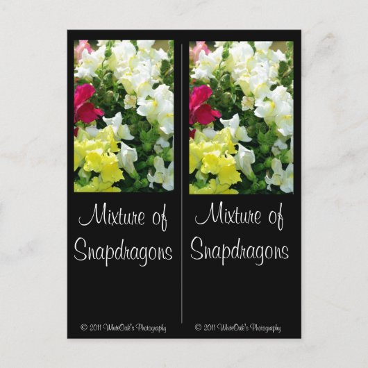 Carte Postale Mélange de Snapdragons (Devant)