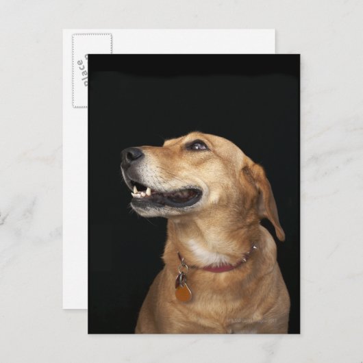 Carte Postale Mélange Golden Lab beagle en regard sur le côté (Devant / Derrière)