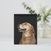 Carte Postale Mélange Golden Lab beagle en regard sur le côté (Debout devant)