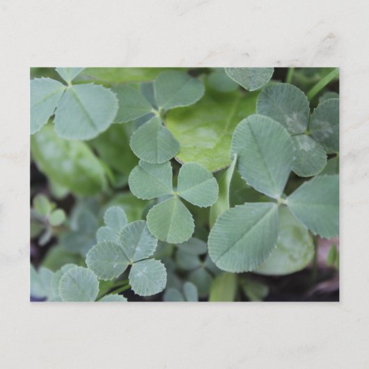 Carte Postale Mélange jour de la St Patrick (Devant)