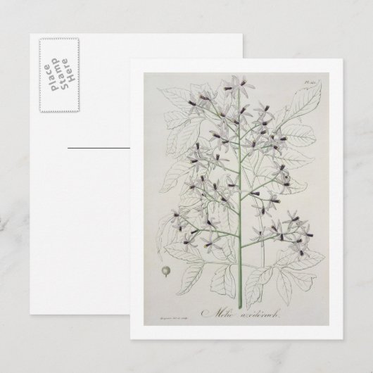Carte Postale Melia Azedarach from 'phytographie medicale' by Jo (Devant / Derrière)