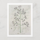 Carte Postale Melia Azedarach from 'phytographie medicale' by Jo (Devant)