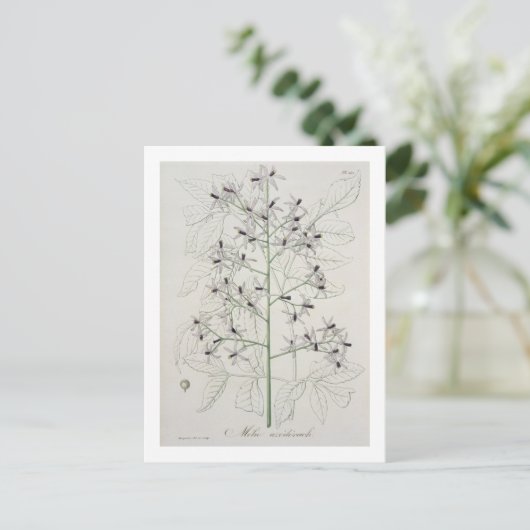 Carte Postale Melia Azedarach from 'phytographie medicale' by Jo (Debout devant)