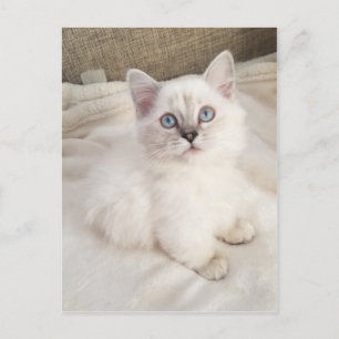 Carte Postale Mélodie