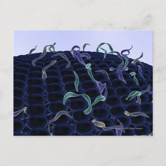 Carte Postale membrane cellulaire magnétisée (Devant)
