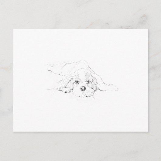 Carte Postale Mémoire de Cavalier King Charles Spaniel (Devant)