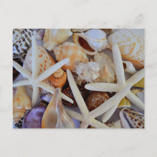 Carte Postale Ménagerie Sea Life