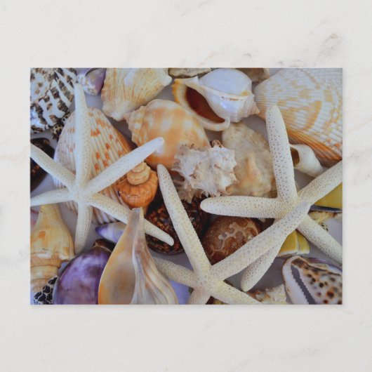 Carte Postale Ménagerie Sea Life (Devant)