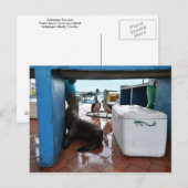 Carte Postale Mendier le lion de mer des Galapagos (Devant / Derrière)