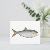 Carte Postale Menhaden d'Argentine (Debout devant)