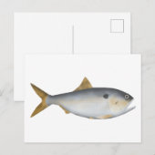 Carte Postale Menhaden d'Argentine (Devant / Derrière)