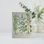 Carte Postale Mentha crispa (Debout devant)