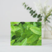 Carte Postale Menthe (Debout devant)