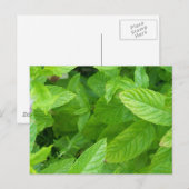 Carte Postale Menthe (Devant / Derrière)