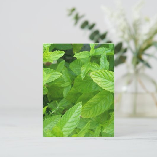 Carte Postale Menthe (Debout devant)