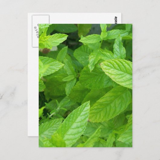 Carte Postale Menthe (Devant / Derrière)