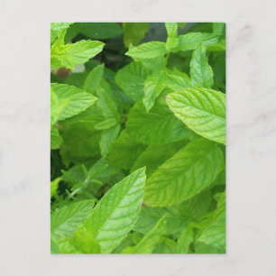 Carte Postale Menthe